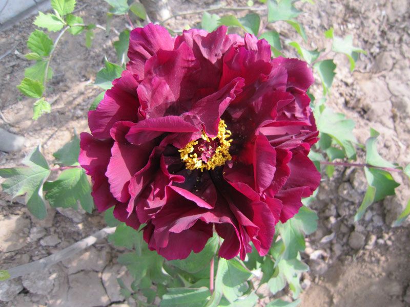 Guanshimoyu
