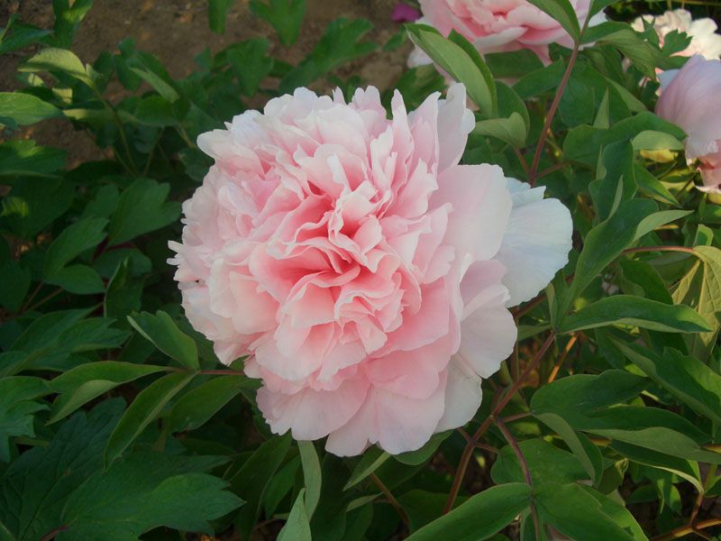                        玉面桃花