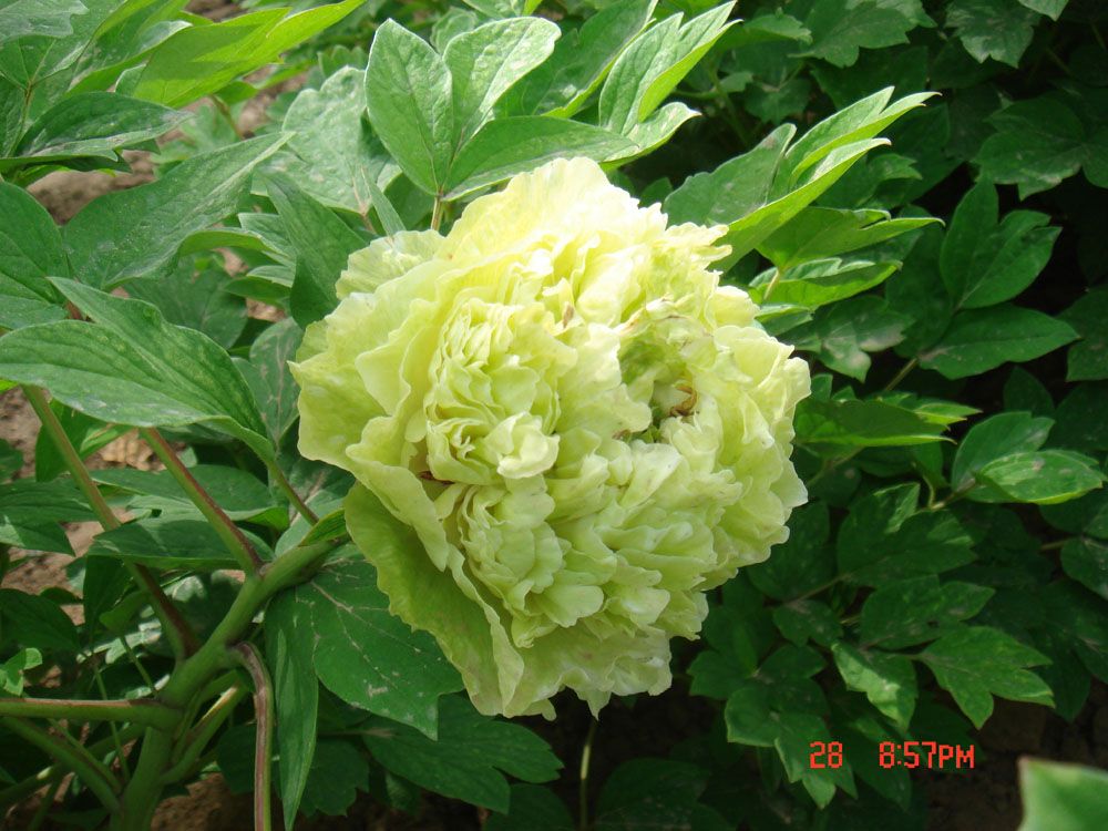 豆绿_牡丹籽油,牡丹蕊茶,牡丹,芍药,鲜切花,绿化苗木科研基地—菏泽艳